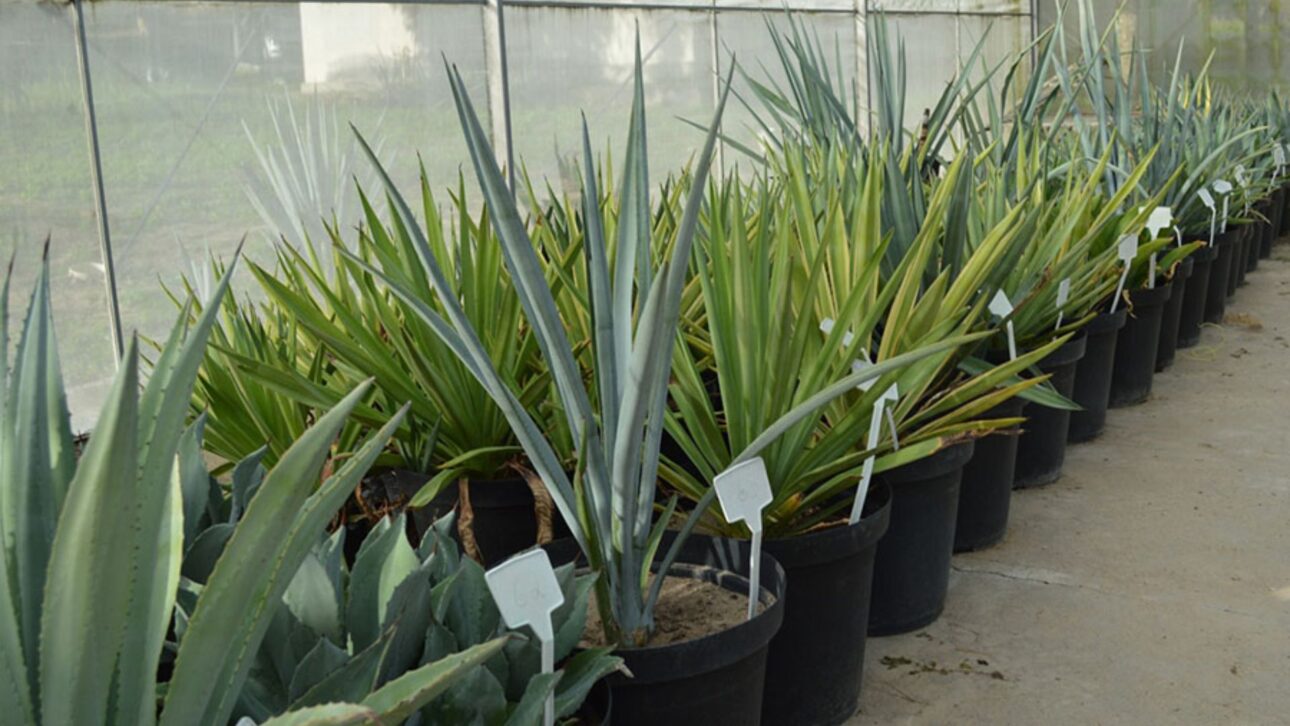 Descubra como o agave, planta usada na tequila, pode revolucionar a produção de etanol no Brasil e transformar o semiárido nordestino. (Imagem: Embrapa)