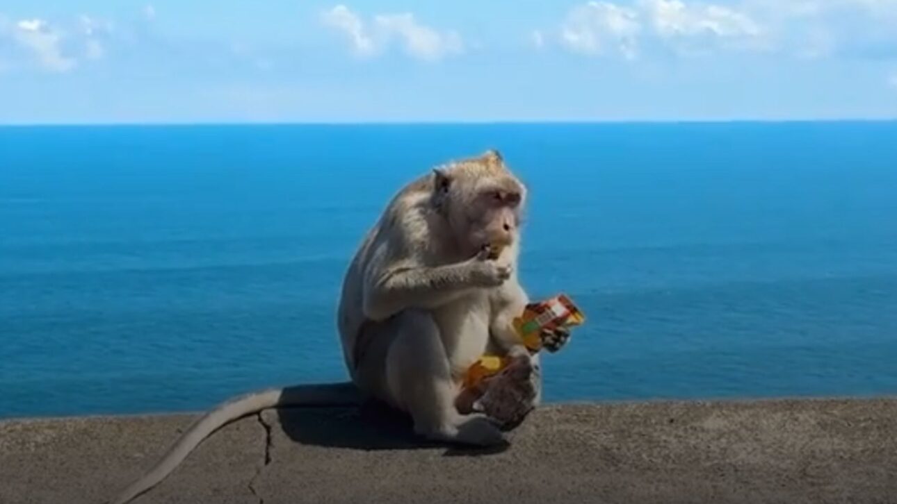 Macacos de Bali roubam iPhones e negociam devolução por frutas e biscoitos no templo Uluwatu. Descubra como funciona essa curiosa troca.