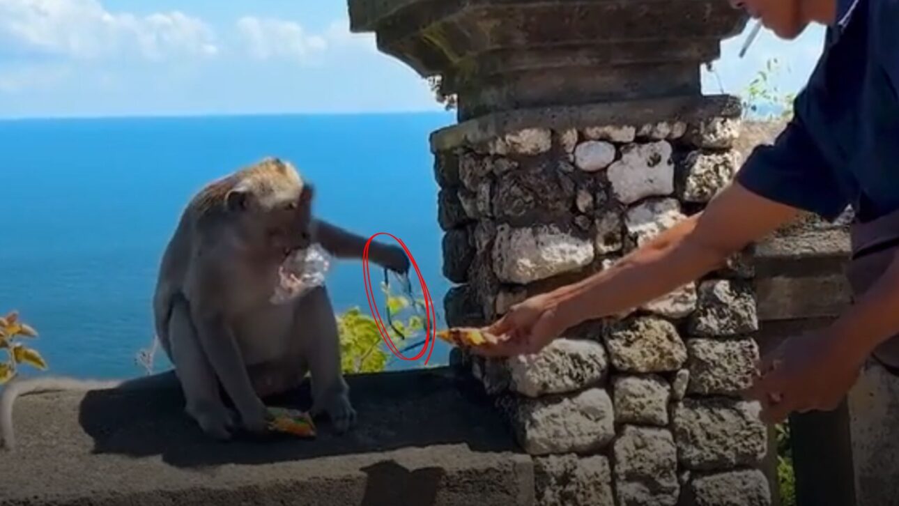Macacos de Bali roubam iPhones e negociam devolução por frutas e biscoitos no templo Uluwatu. Descubra como funciona essa curiosa troca.