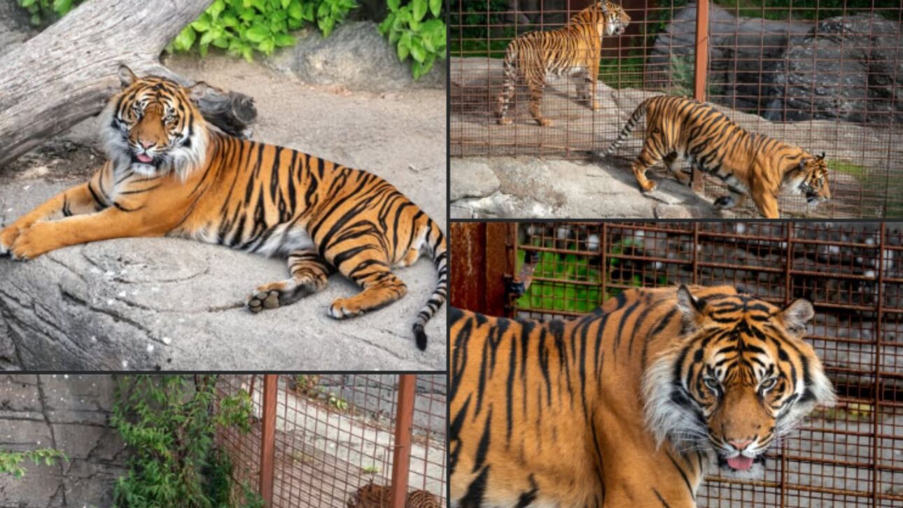 Zoológico dinamarquês aceita doações de pequenos animais e cavalos para alimentar predadores, com dedução fiscal para os doadores .