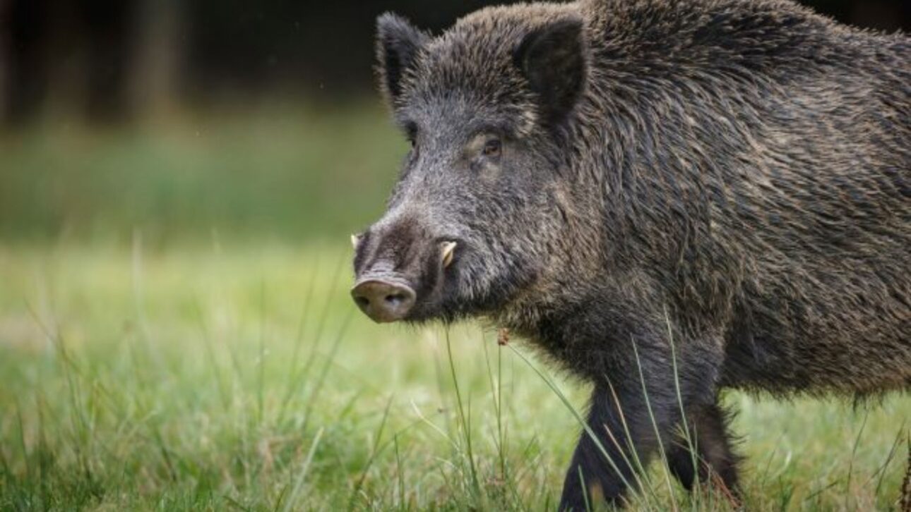 Brasil registra maior abate de javalis da história em Goiás. Operação autorizada pelo Ibama busca reduzir prejuízos à agricultura.