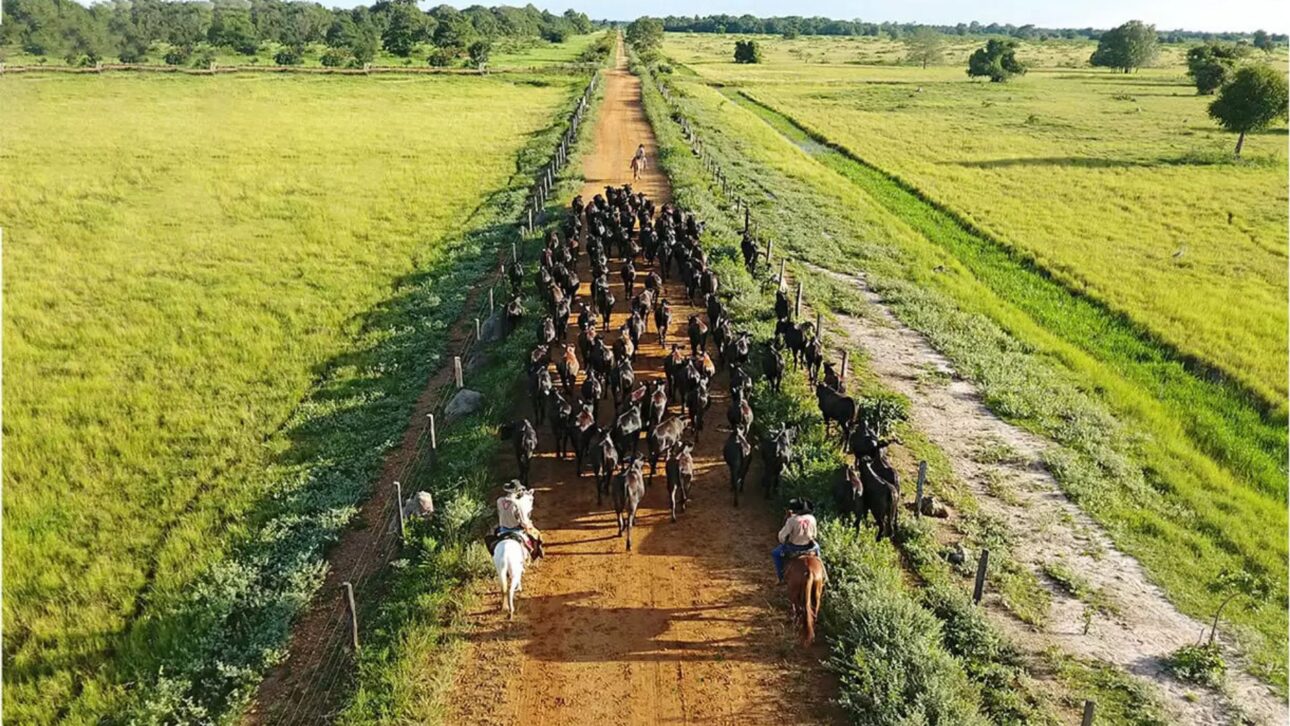 Peão conduzindo gado por estrada interna, ilustrando a logística intensiva e as vias que interligam currais, talhões e setores operacionais da propriedade.