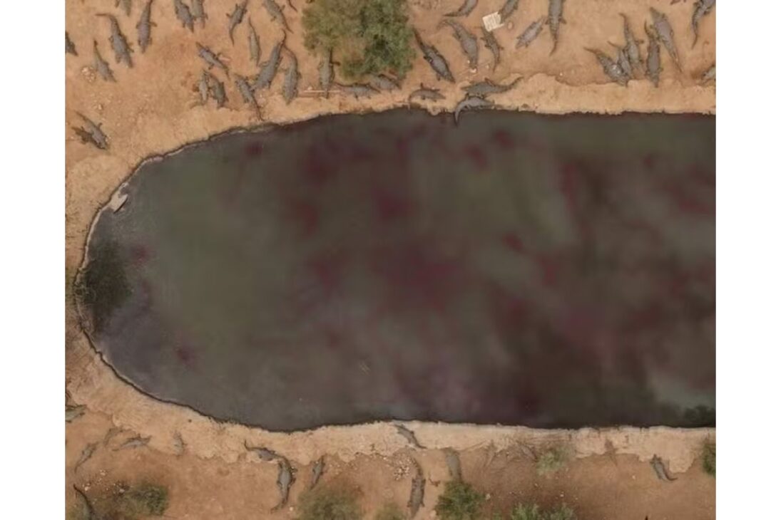 Israel alega risco e abate 200 crocodilos em uma fazenda na Cisjordânia; ONG denuncia 'fracasso ético'