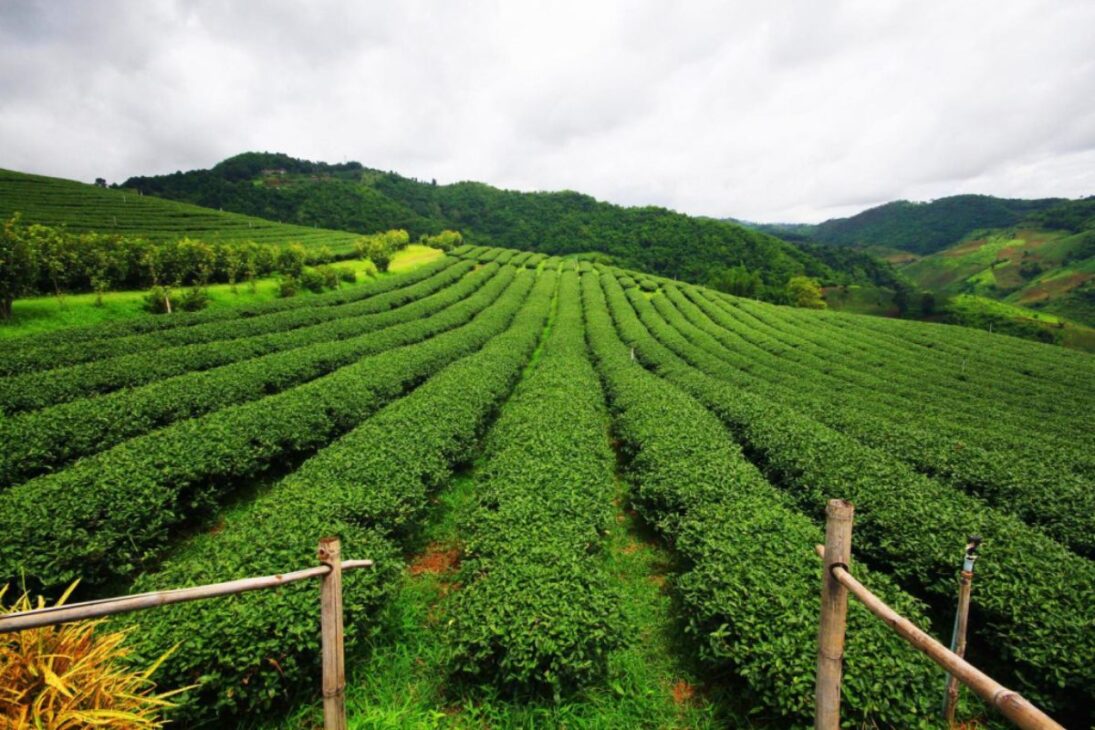 O 'rei do frango' fatura R$ 3 bilhões e amplia império com fazenda avaliada entre as maiores de Goiás