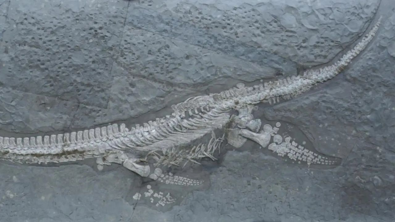 A descoberta do réptil marinho foi feita na Alemanha, e traz novas informações sobre a biodiversidade marinha do período Jurássico.