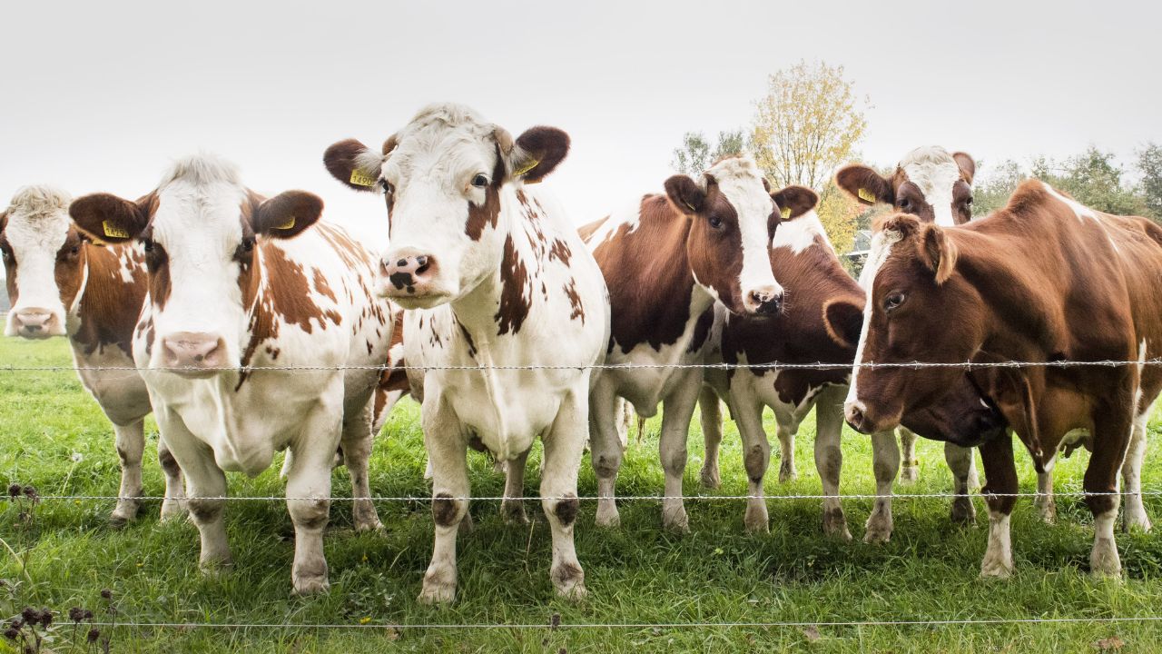 Aquecimento global afeta o gado e pode deixar a carne mais cara, trazendo desafios ao agronegócio brasileiro.