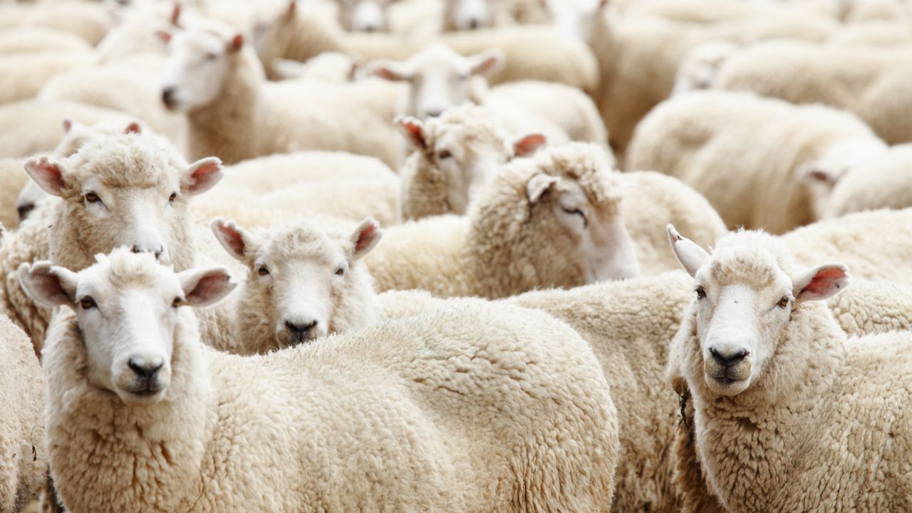 O Brasil e a Argélia firmam um novo acordo para a exportação de ovinos vivos. Saiba como essa parceria estratégica abre um novo mercado e beneficia o agronegócio brasileiro.