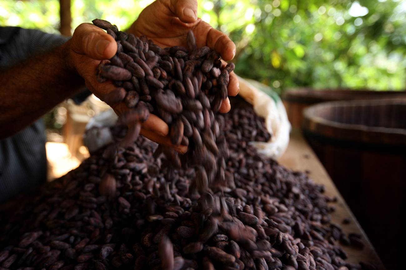 Nutrição por fase fenológica no cacau transforma lavouras e mostra que resultados são expressivos com baixo custo.