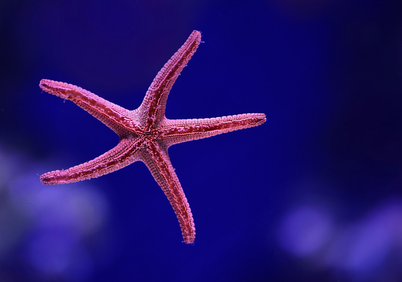 Estrelas do mar