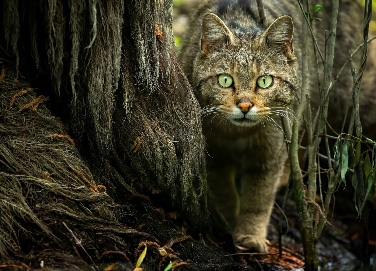 Gatos selvagens, Austrália, Robôs