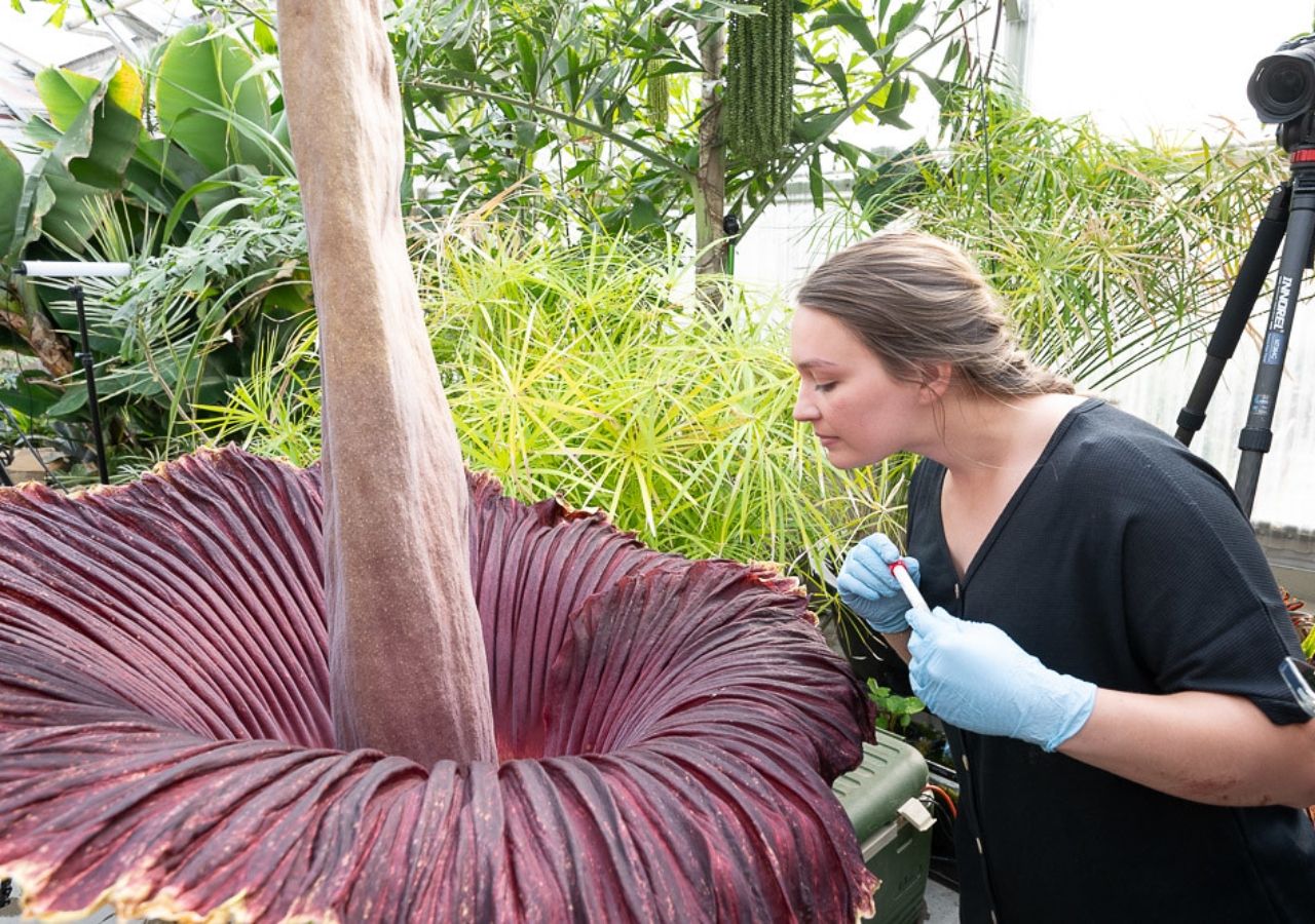 Conheça a flor-cadáver a gigante Amorphophallus titanum que exala cheiro de carne podre. Saiba se essa flor existe no Brasil.
