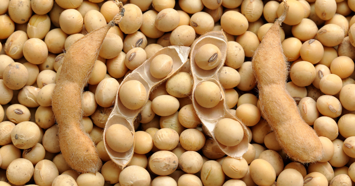Trégua entre EUA e China pressiona o Brasil no mercado de soja e pode mudar liderança global da commodity agrícola.