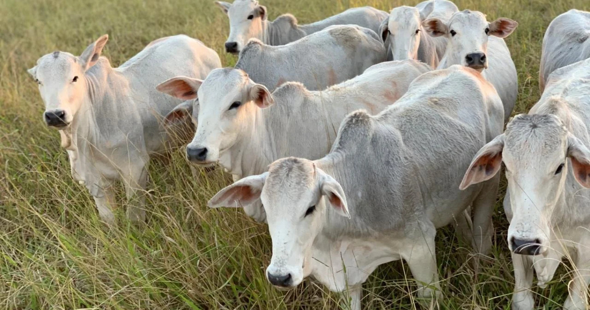 Brasil retoma exportação de gado vivo para a Turquia, com 21,9 mil animais embarcados em julho e crescimento de 47% no semestre. 
