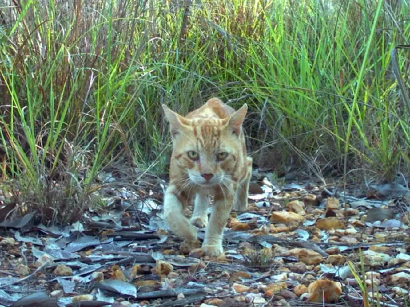 Gatos selvagens, Austrália, Robôs