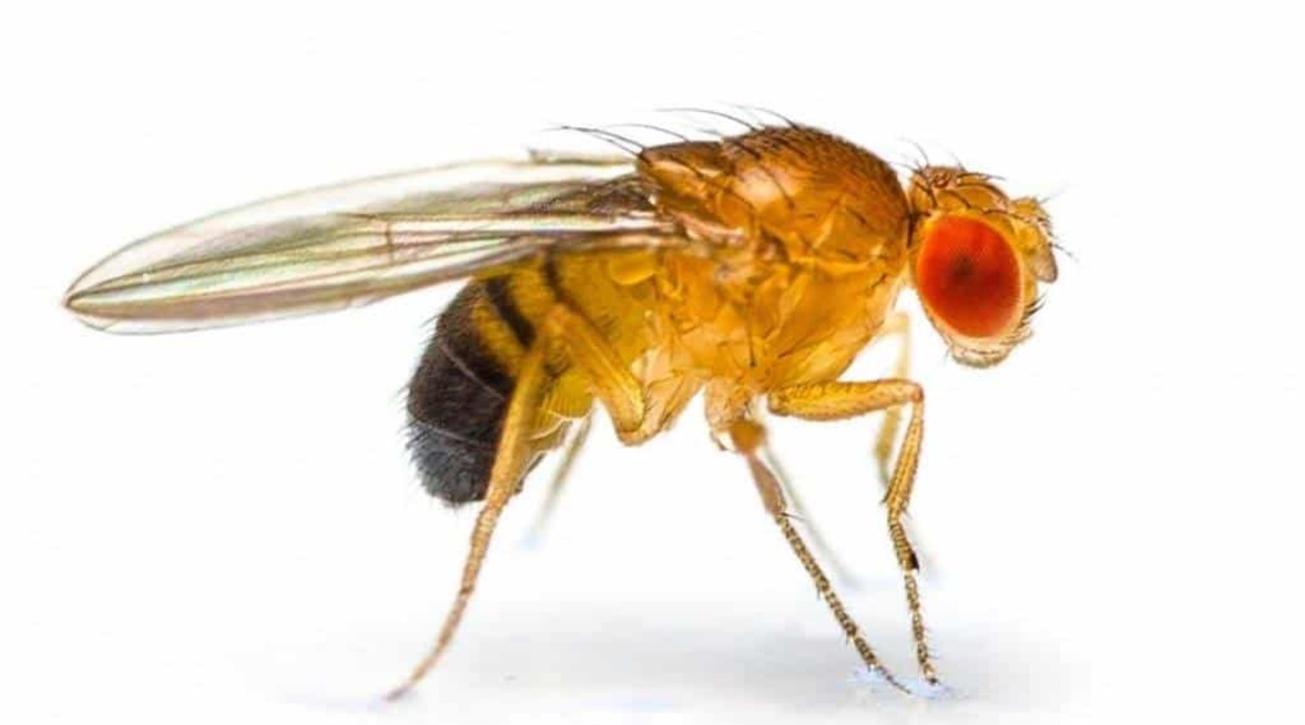O futuro da ciência pode estar em uma mosca! Conheça o trabalho de pesquisadores brasileiros que usam o inseto para avançar na genética e na biomedicina.