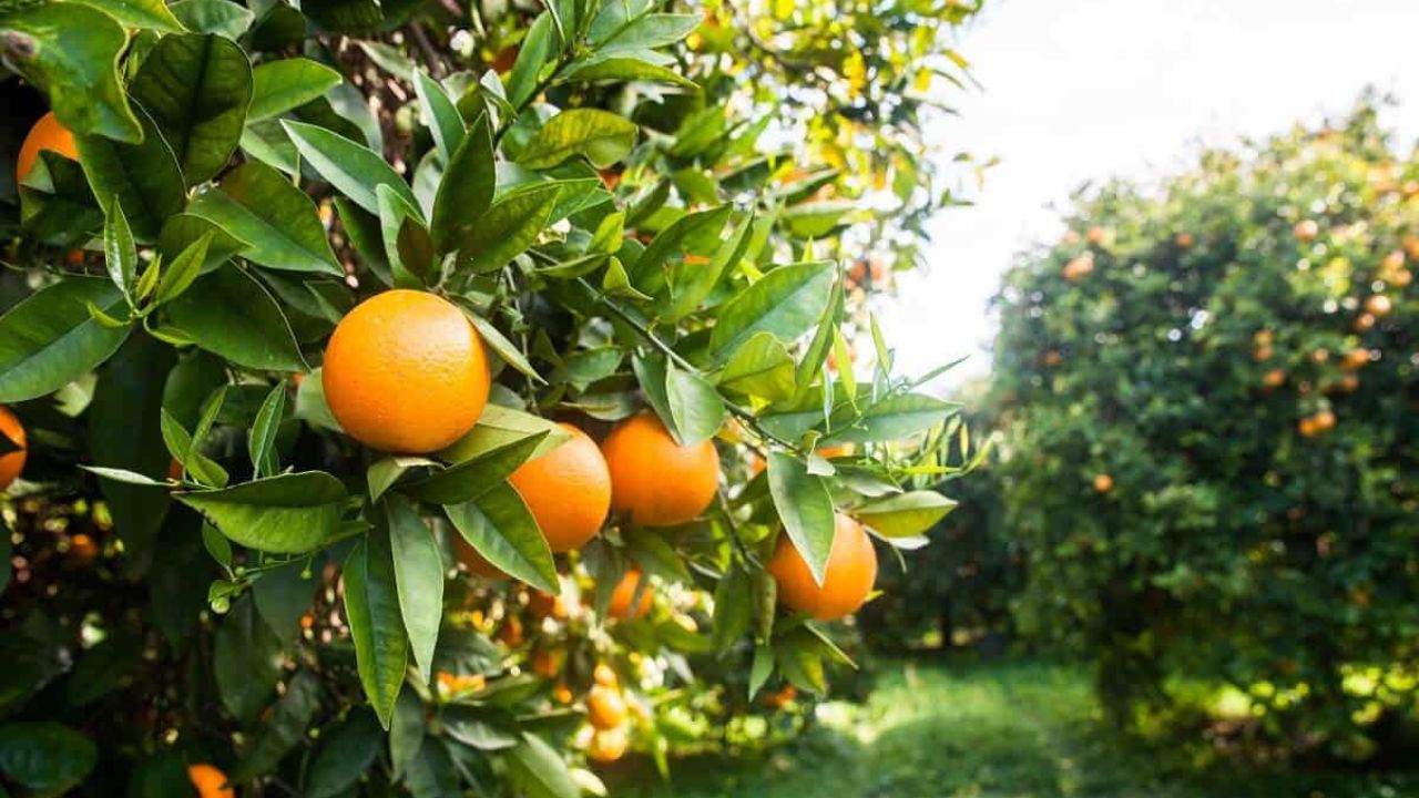 Do campo à ciência, cada fruta carrega o potencial de transformar resíduos em soluções ecológicas.