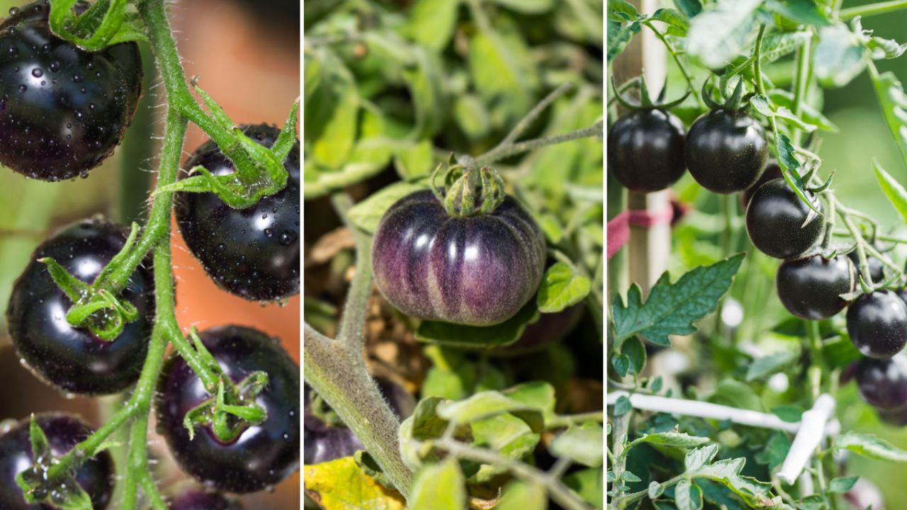 Da esquerda para a direita: tomate Indigo Rose, Black Krim e Black Cherry. Imagem: Adobe Stock