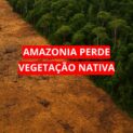 Área desmatada na Amazônia contrasta com floresta densa e verde, evidenciando a perda de vegetação nativa