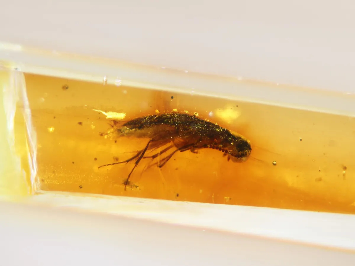 Cientistas encontram âmbar com insetos de 120 milhões de anos no Equador, a primeira vez na América do Sul. Pesquisa ajuda a entender clima, florestas e fauna do Cretáceo.