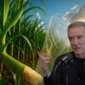 Super cana brasileira produz até 12 vezes mais bagaço por hectare e pode substituir o plástico global com fibras biodegradáveis de alto valor