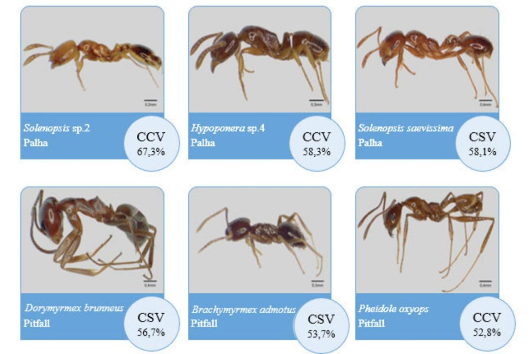 Formigas não dormem como humanos: centenas de cochilos de um minuto, colônia ativa 24 horas e rainha com sono profundo garantem sobrevivência