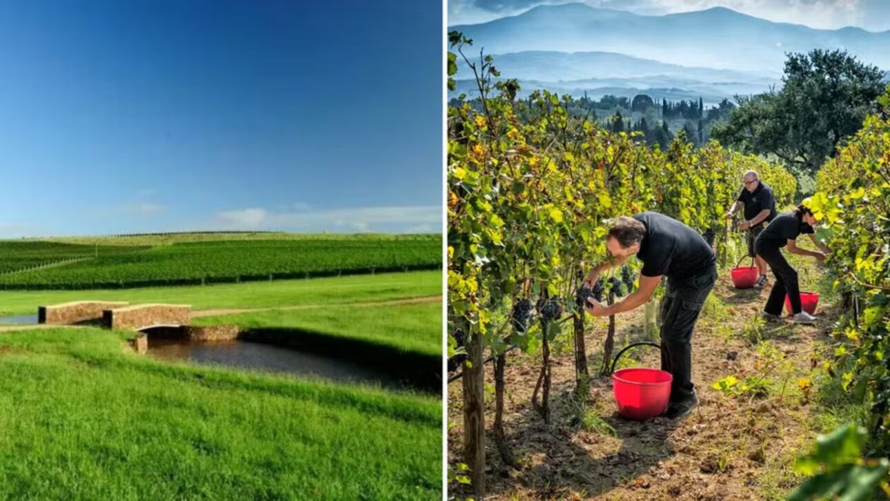 Aos 75 anos, Galvão Bueno se destaca no agronegócio com a Bellavista Estate, unindo vinhos premiados e tradição no esporte.