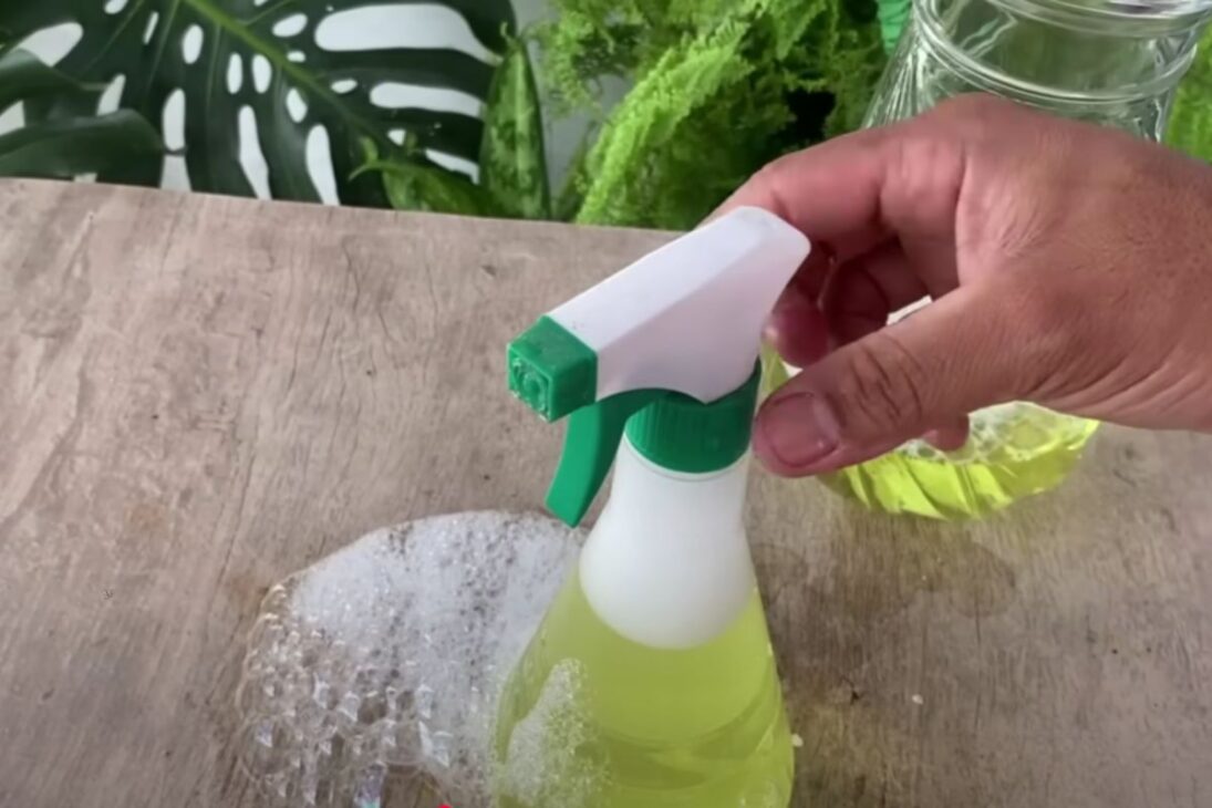 Mistura simples de vinagre, detergente e água mata cupins em até 10 segundos e evita estragos em casa ou jardim