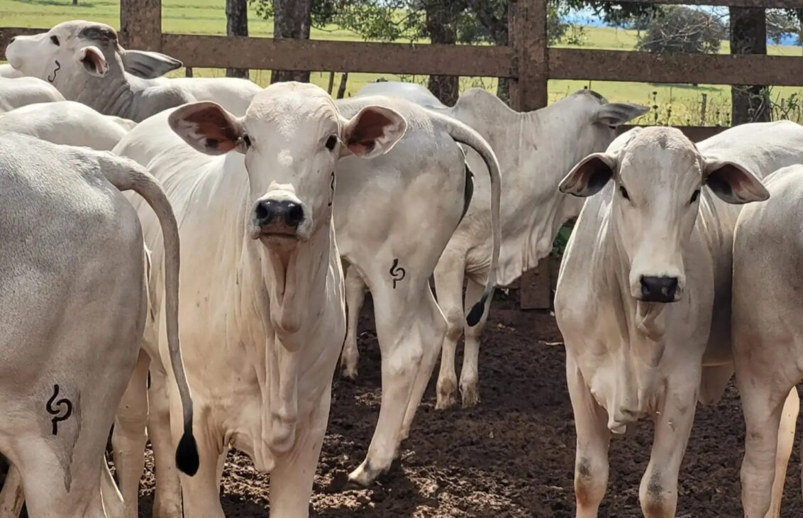 Tradição contra sofisticação: maior pecuarista do Xingu afirma que cruzamento não traz volume, lucro nem futuro duradouro