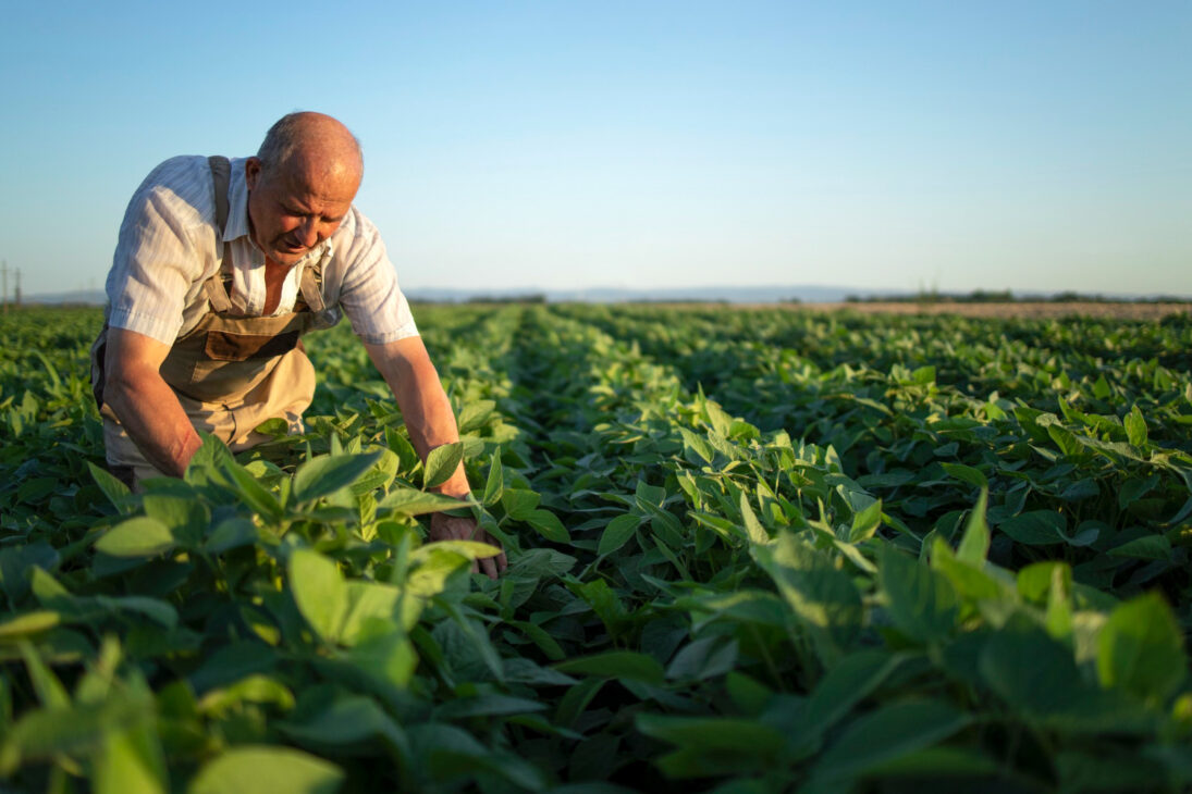 Os cultivos de inverno ganharam destaque no Boletim de Monitoramento Agrícola divulgado pela Conab. O documento mostra que as chuvas registradas nos 20 primeiros dias de setembro ajudaram a maioria das lavouras do Sul do país