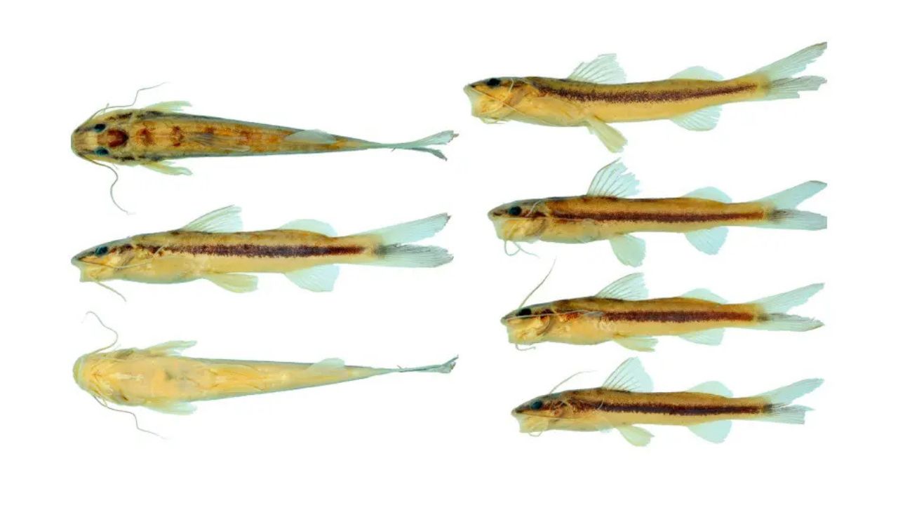 Pesquisadores identificam nova espécie de peixe no Xingu, Imparfinis arceae, com diferença morfológica e genética significativa.