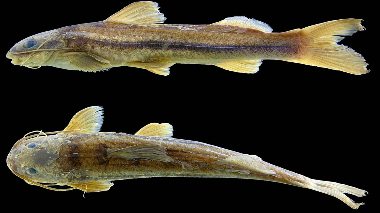 Pesquisadores identificam nova espécie de peixe no Xingu, Imparfinis arceae, com diferença morfológica e genética significativa.