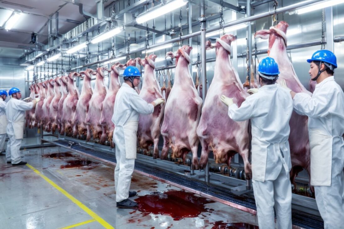 Abates de bovinos no Brasil podem alcançar 40,8 milhões em 2025 com alta de 3%, mas 2026 traz projeção de queda no mercado interno