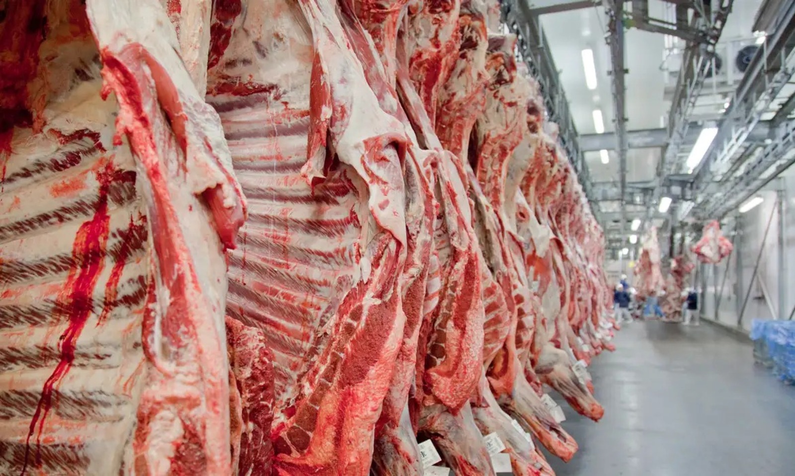 Carne, Minerva, Indústria