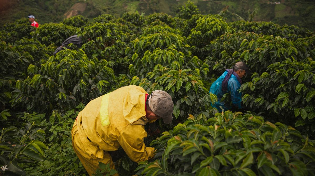 A Cooxupé bloqueou cafeicultores envolvidos em casos de trabalho em condições análogas à escravidão na colheita. Entre os resgatados estavam crianças, idosos e famílias vulneráveis.