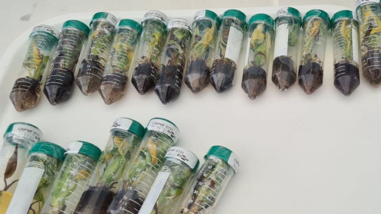 extinção da banana; pesquisa embrapa