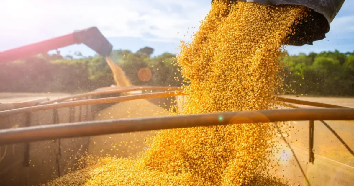 Brasil conquista 415 aberturas de mercado no agro desde 2023, com foco em sementes e bovinos vivos para Ásia e África.