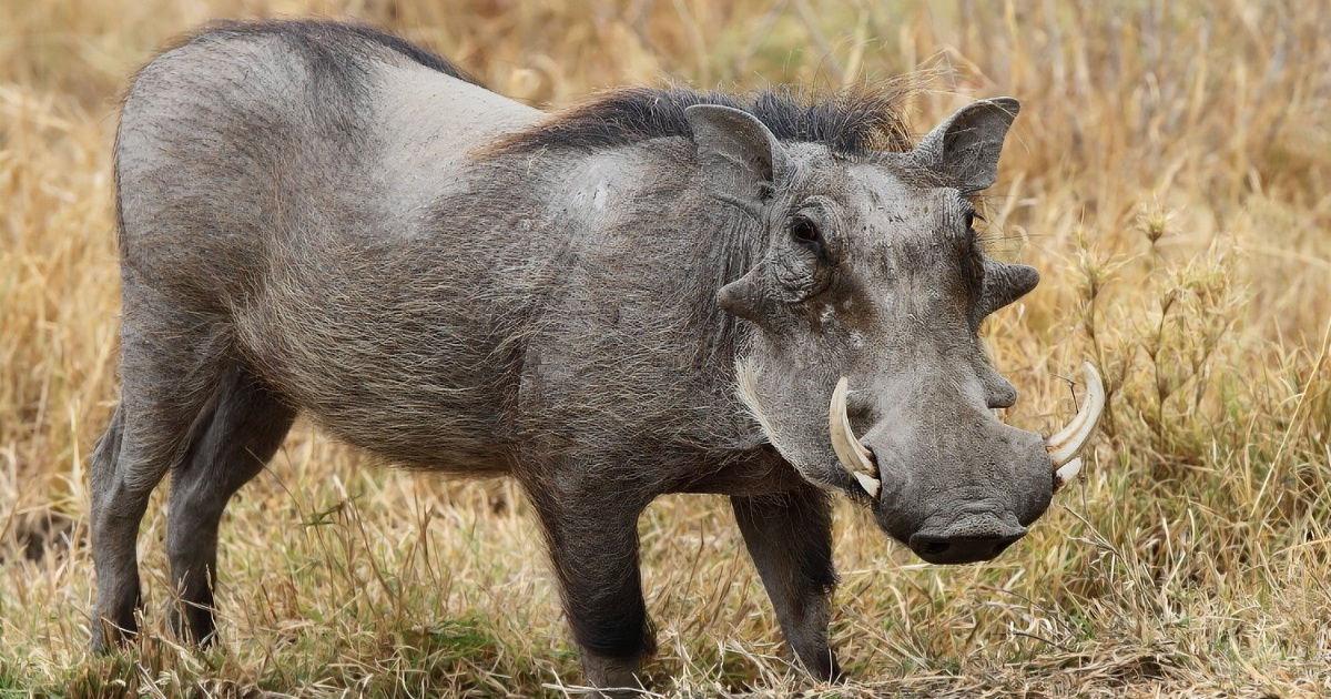 Brasil pode autorizar abate de 1 milhão de javalis em 2025 com caçadores credenciados e descentralização do controle da espécie. (Foto: animais)