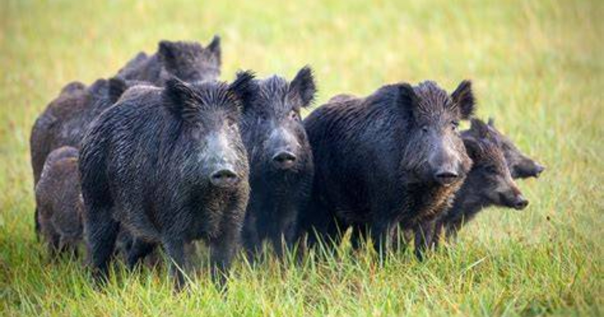 Ibama alerta para riscos de javalis e onças no Espírito Santo e promove oficinas de prevenção para proteger agropecuária e moradores. 