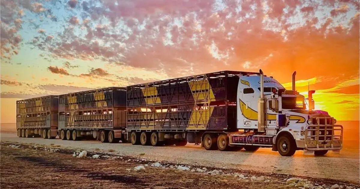 Conheça o maior caminhão boiadeiro do mundo, com 53 metros, 4 reboques e 600 cv, capaz de transportar centenas de bovinos. 