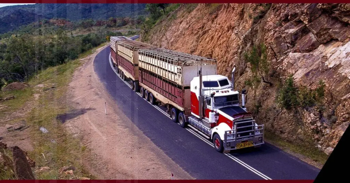 Conheça o maior caminhão boiadeiro do mundo, com 53 metros, 4 reboques e 600 cv, capaz de transportar centenas de bovinos. (Imagem: By Howard Shanks)