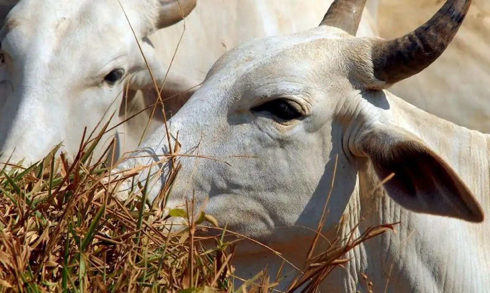 Vacas, Descarte, Fêmeas, Matrizes