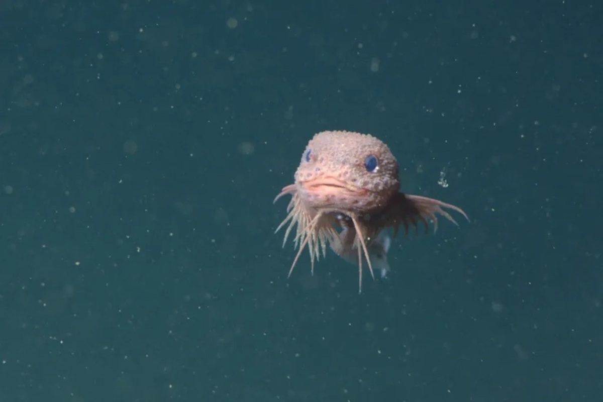 Cientistas descobrem três novas espécies de peixes de águas profundas a 3.272 metros na costa da Califórnia, com aparência considerada “fofa”.