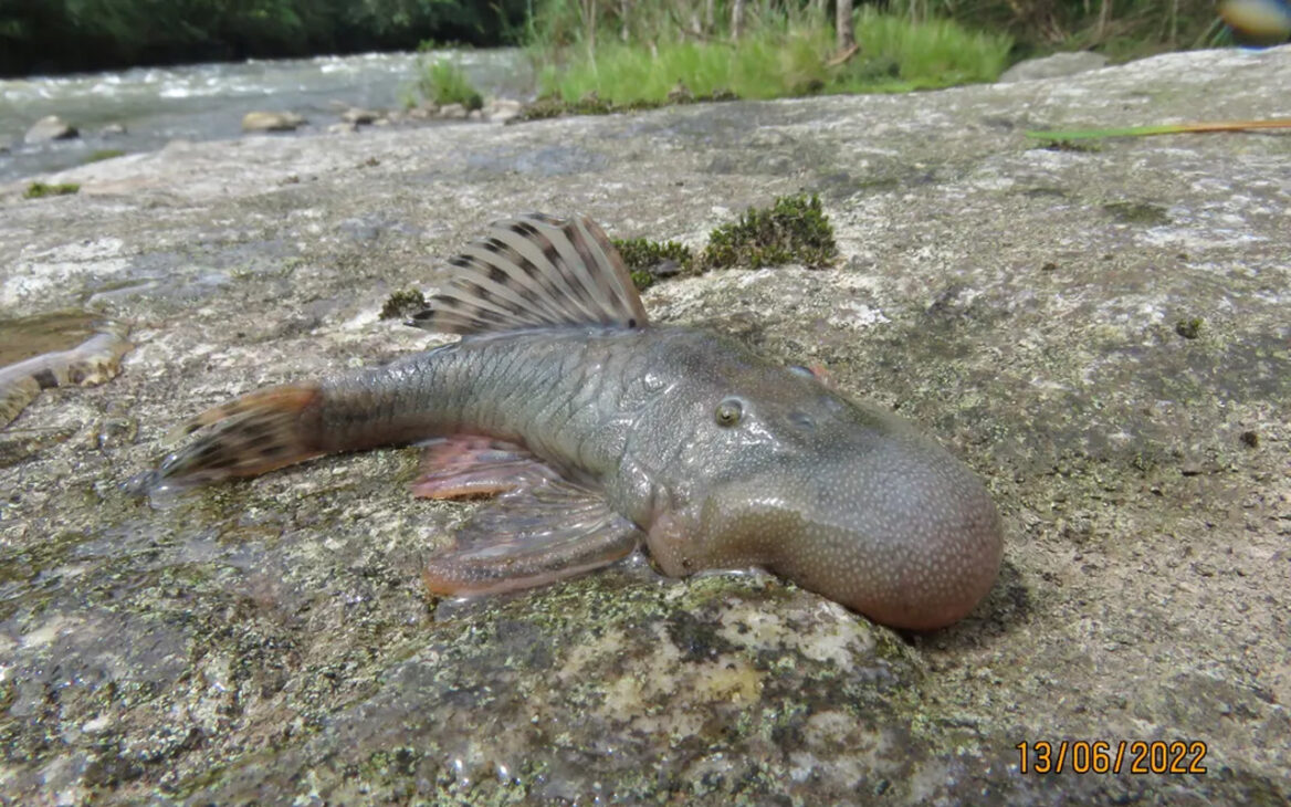 peixe da cabeça inchada