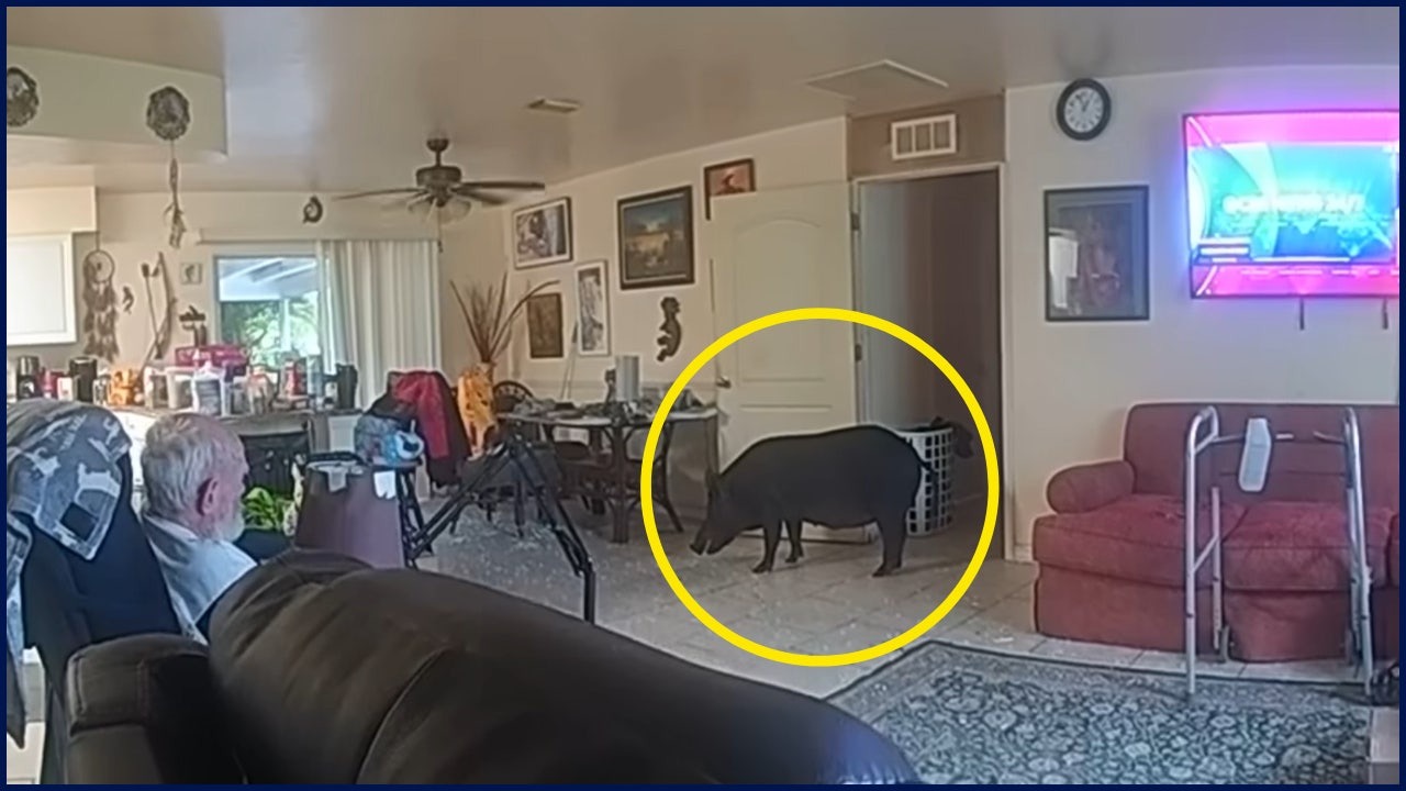 Javali invade casa, ataca policial e escapa; caso expõe avanço perigoso da espécie invasora em bairros residenciais do estado.