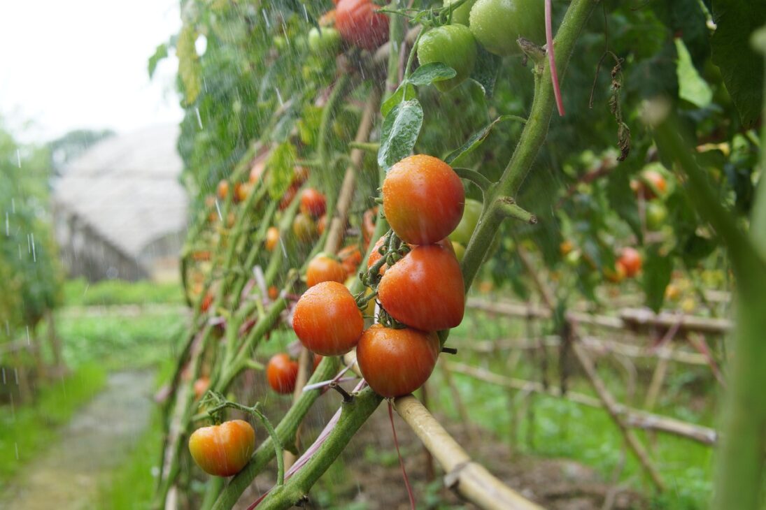 O preço do tomate caiu na primeira quinzena de setembro, segundo boletim da Conab, que também detalhou cebola, batata, alface, cenoura, frutas e exportações.