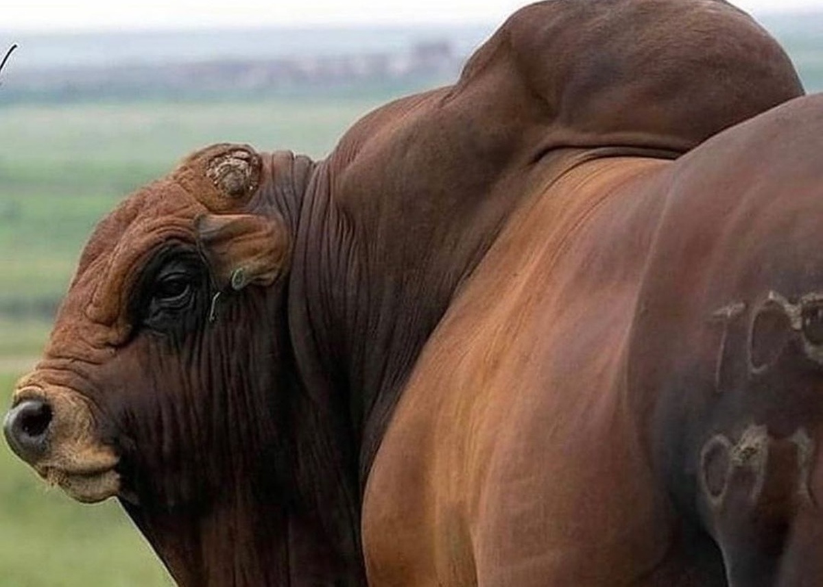 Raça Boran chega ao Brasil com rusticidade africana, desmama bezerros pesados, resiste a doenças tropicais e promete carne nobre com alto marmoreio.