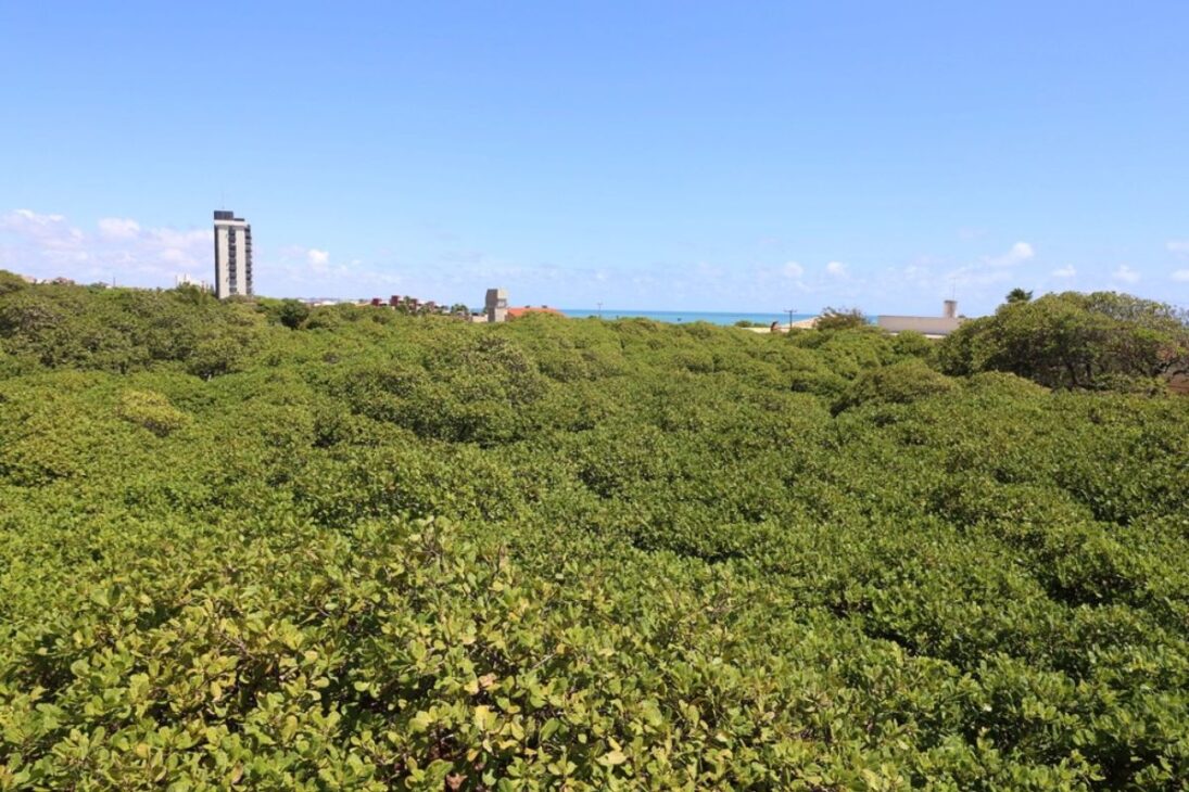 A cidade brasileira que abriga uma única árvore do tamanho de um campo de futebol