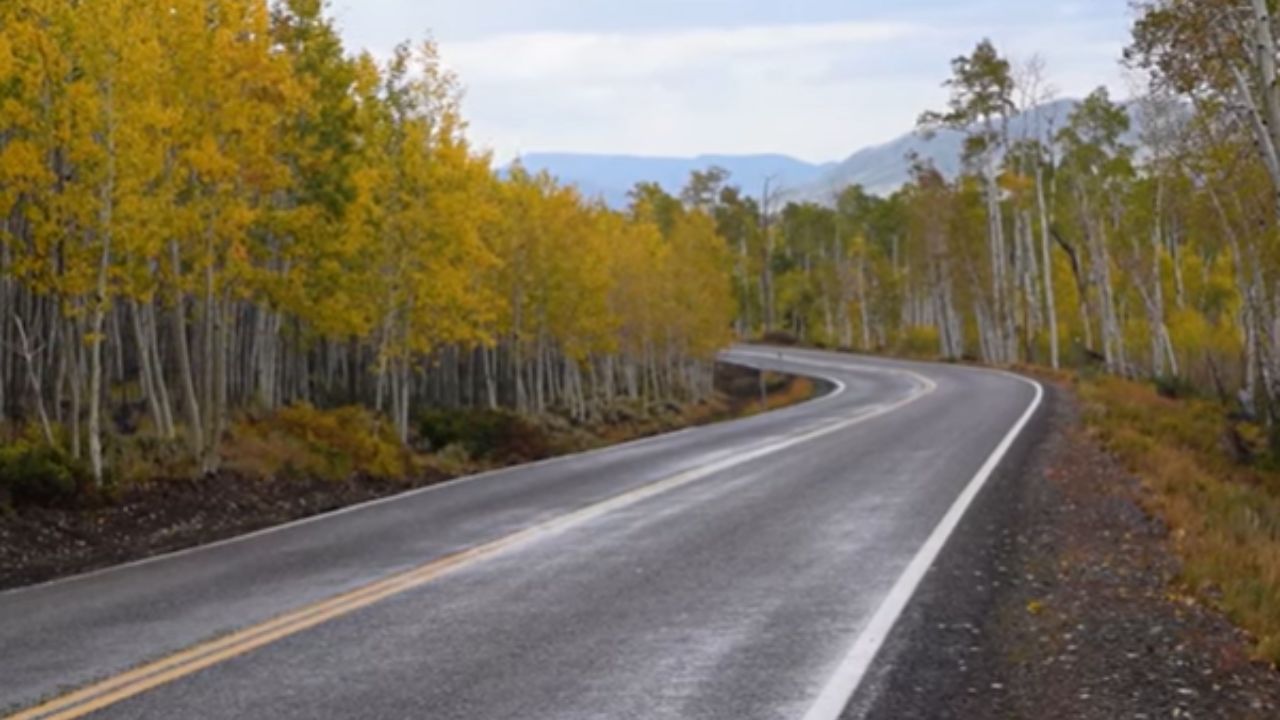 A floresta em Utah que na verdade é uma única árvore do tamanho de 60 campos de futebol sua origem pode remontar a 80.000 anos
