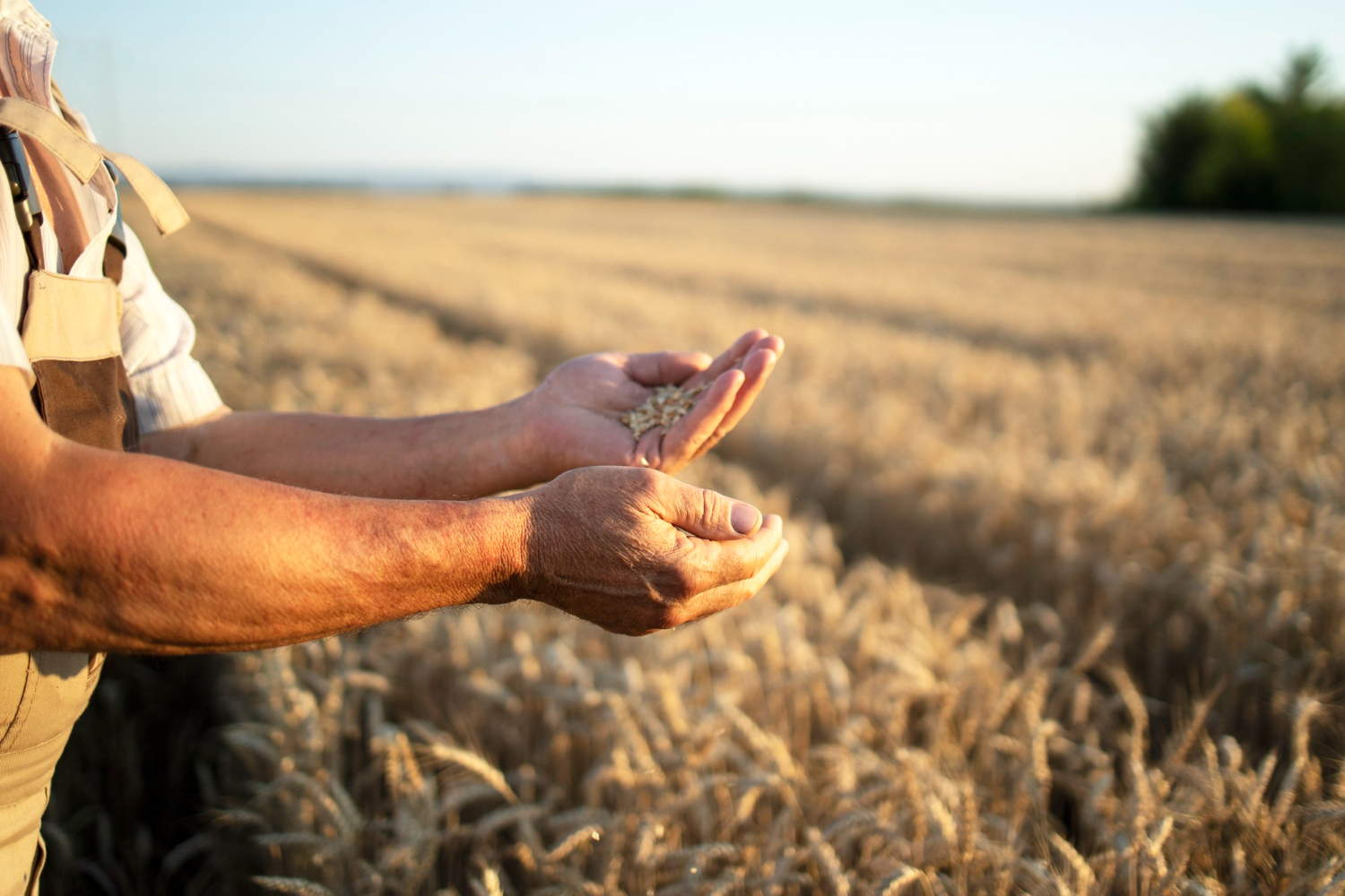 Desde o primeiro semestre, agricultura no Paraná figura como prioridade clara da gestão estadual, com empenho de R$ 730,91 milhões entre janeiro e junho de 2025, valor maior de todo o país