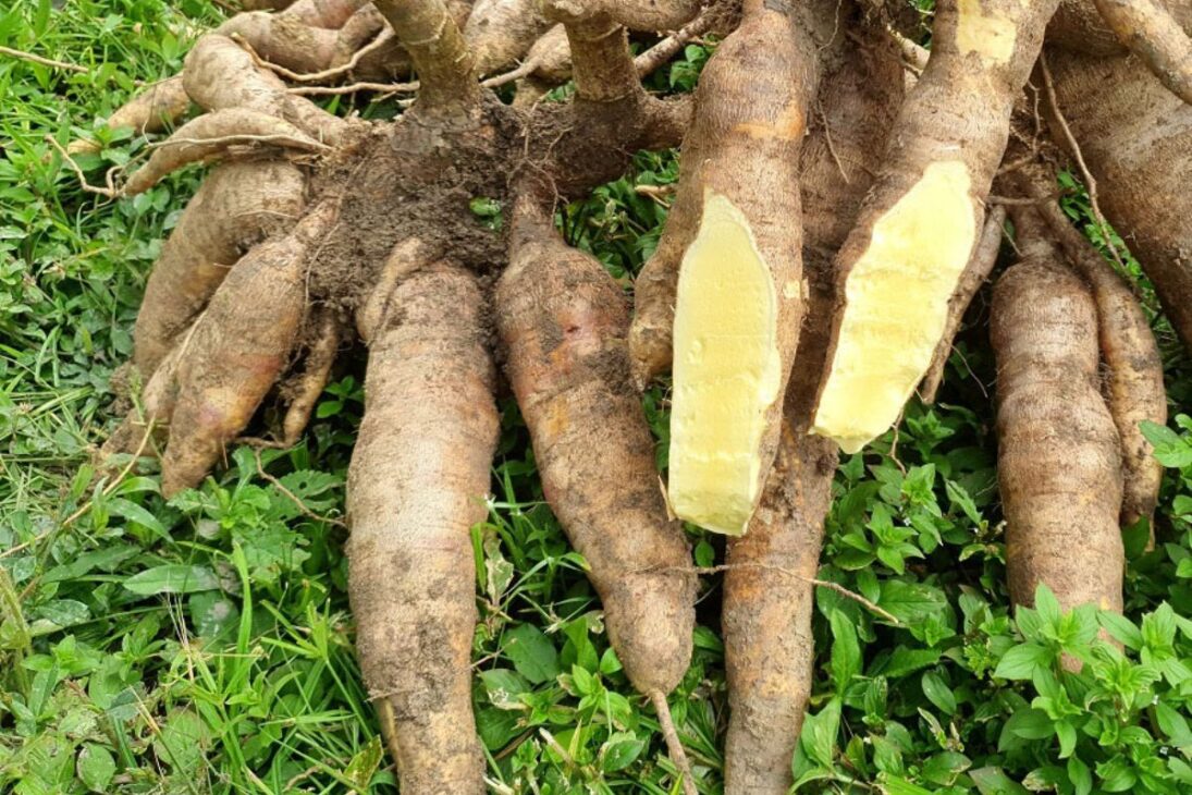 O plantio em terra firme no Amazonas é um dos principais diferenciais da nova cultivar